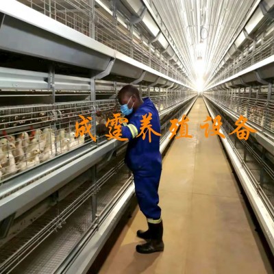厂家供应 笼子类喂料设备 鸡笼架 阶梯式鸡笼架 层叠式鸡笼架