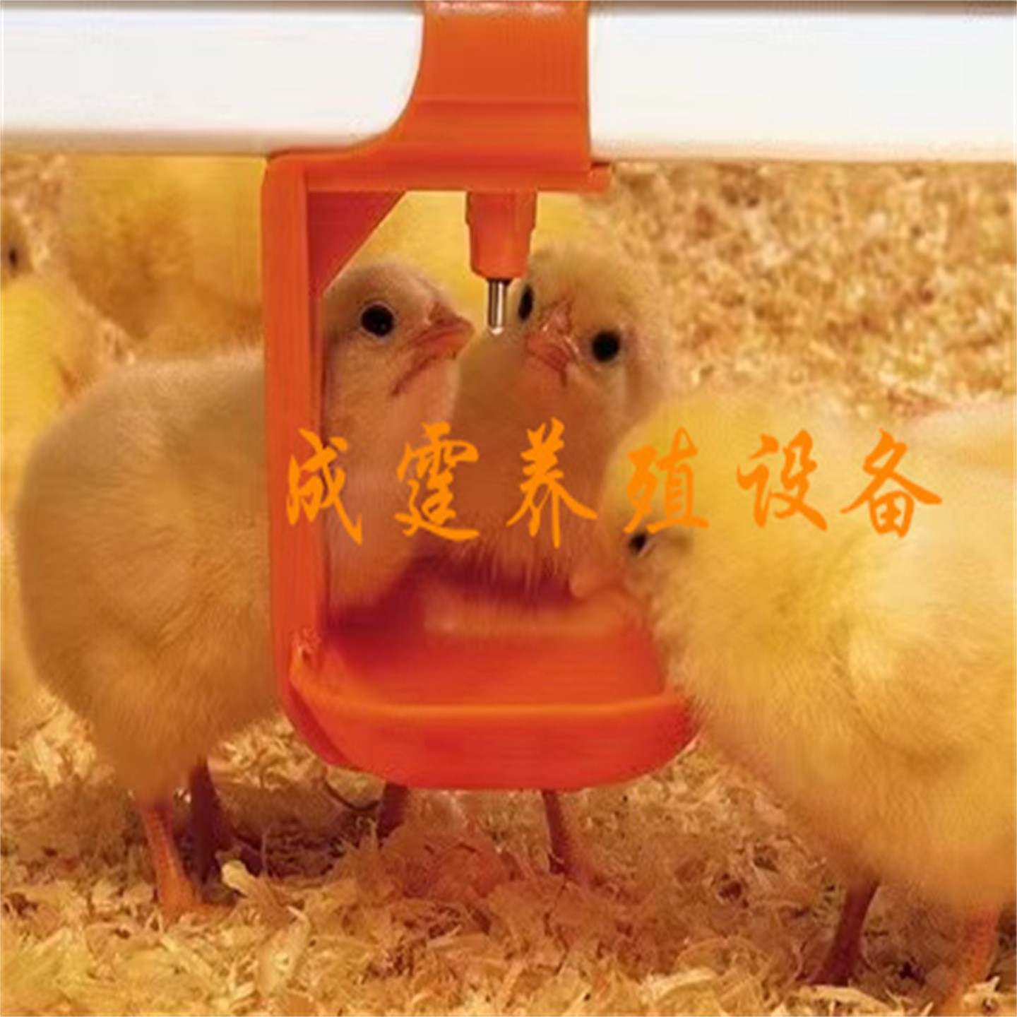 全自动化养殖料线水线养鸡养鸭蛋鸡饲养设备防息料线图2