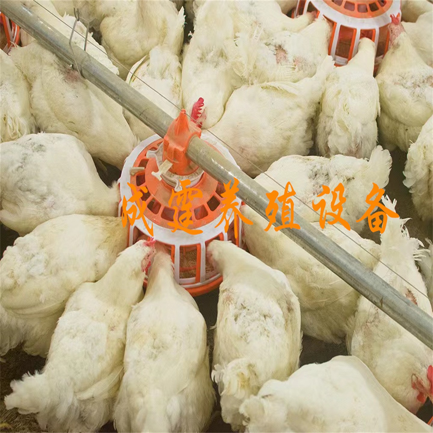 全自动化养殖料线水线养鸡养鸭蛋鸡饲养设备防息料线图4