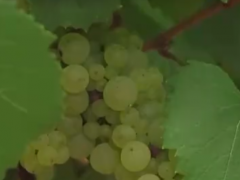关注！法国农业部预计葡萄酒产量2022年将大幅增长