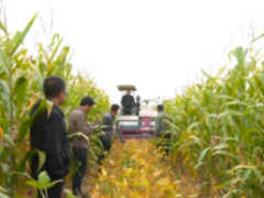 海原县农业机械化推广服务中心开展玉米大豆带状复合种植机械收获推广示范活动