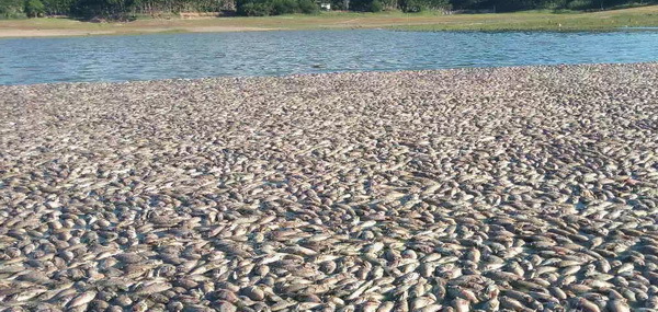 16蓝灵的纯氧溶氧器为何“难产”?3