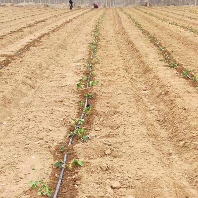 滴灌带滴管农用滴灌管大棚蔬菜16节贴片式水带管水管辣椒滴水管