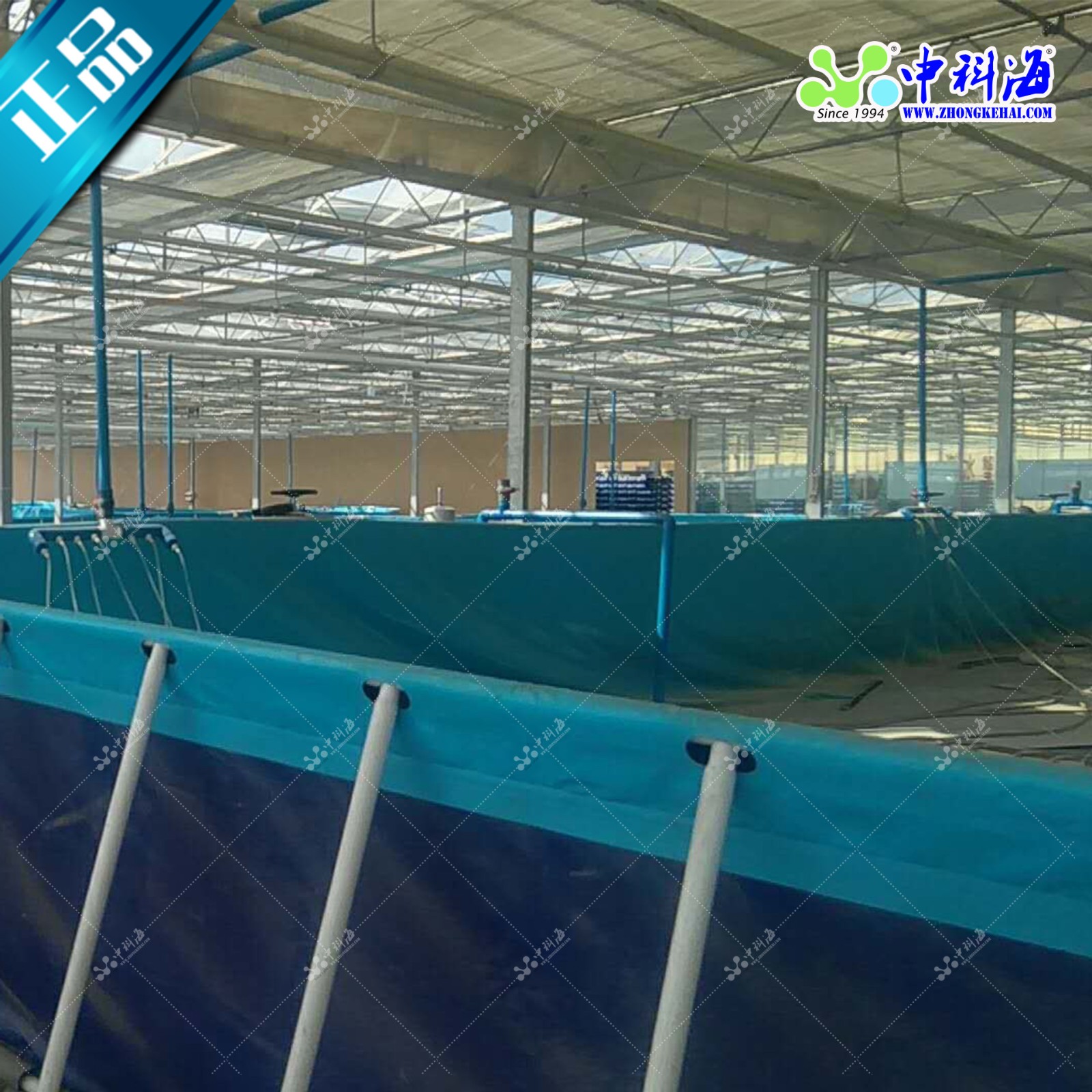 九节虾南美白对虾室内养殖工厂化养殖循环水养殖图2