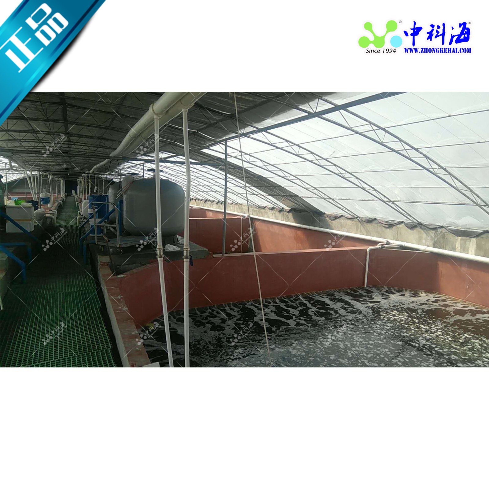 九节虾南美白对虾室内养殖工厂化养殖循环水养殖图5