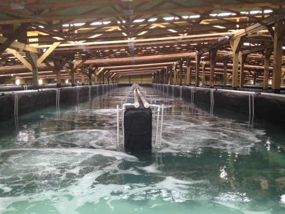 海水养殖蛋白分离器a3分离器气泡输送图3