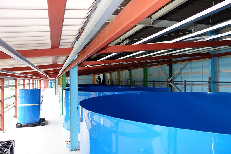 保修2年大型养鱼池 循环水养殖室内工厂化养鱼塑料PP鱼池图2