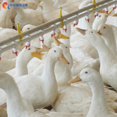 厂家直销 QZH 高端养殖平养 乳头饮水线 鸭子 畜牧养殖设备