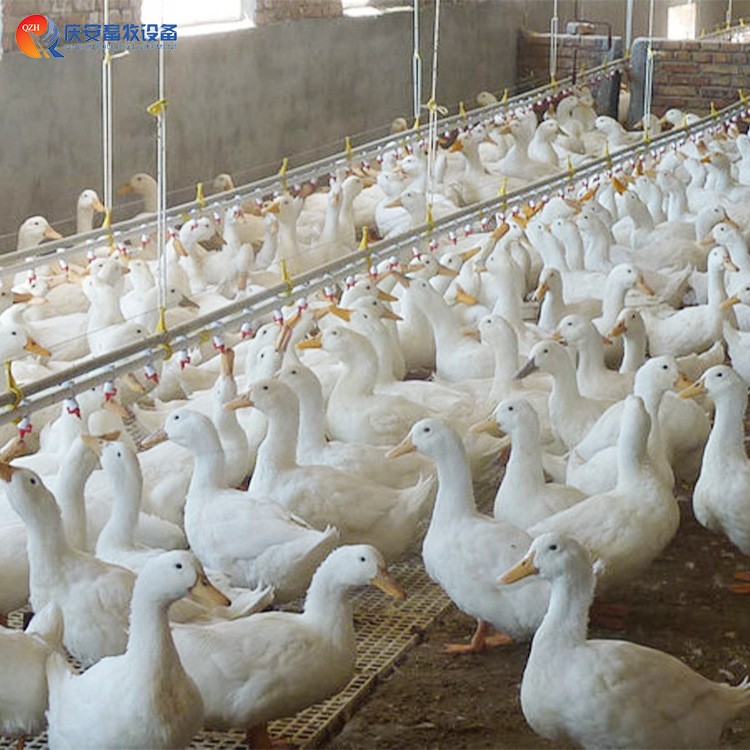 厂家直销 QZH 高端养殖平养 乳头饮水线 鸭子 畜牧养殖设备图2