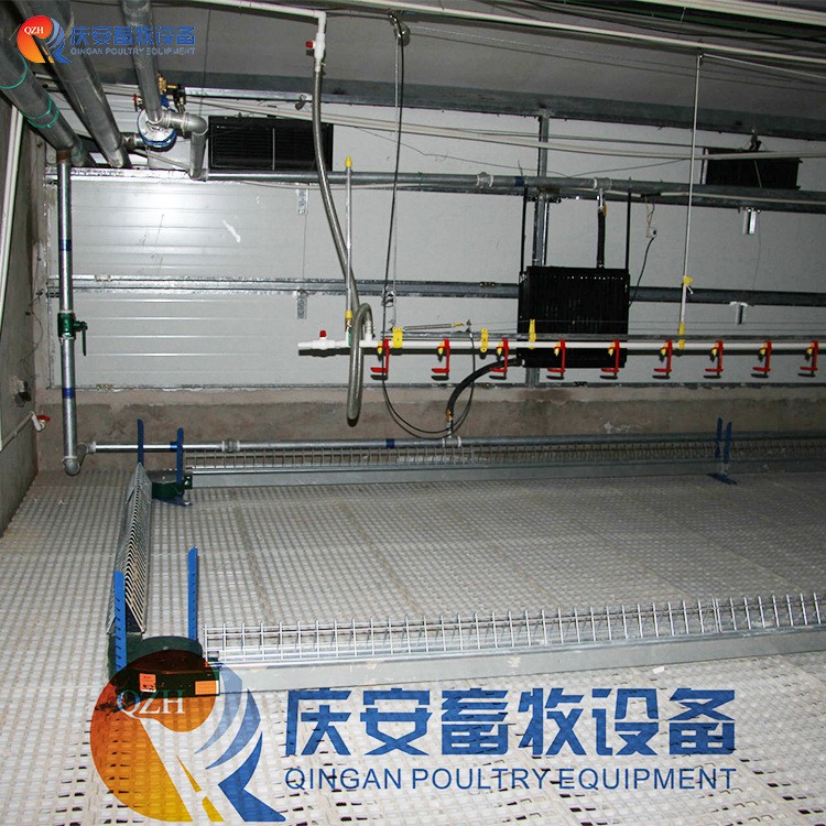 QZH庆安 高端平养 种鸡肉鸡料线 鸡用 链式 养殖场图4