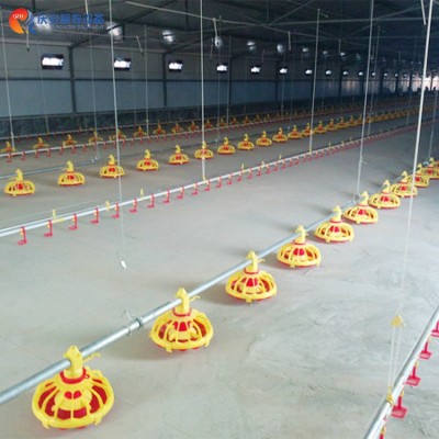 全自动 QZH 高端平养 商品肉鸡料线 鸡用 养鸡畜牧设备