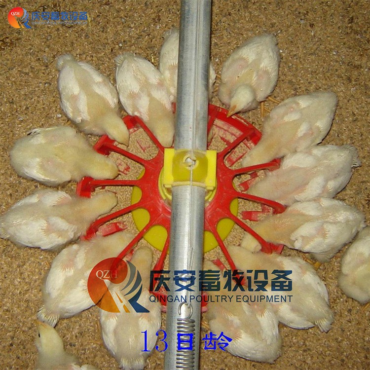 全自动 QZH 高端平养 商品肉鸡料线 鸡用 养鸡畜牧设备图2