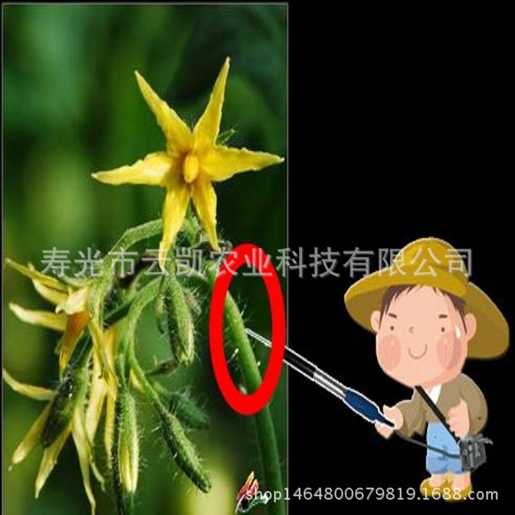 厂家直销巧蜜蜂电动番茄授粉器 西红柿振动授粉机 代替西红柿点花图4