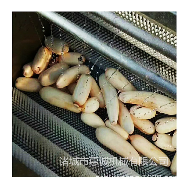 现货全自动中药材毛棍去泥清洗机 全自动天麻红参毛辊清洗机厂家图4