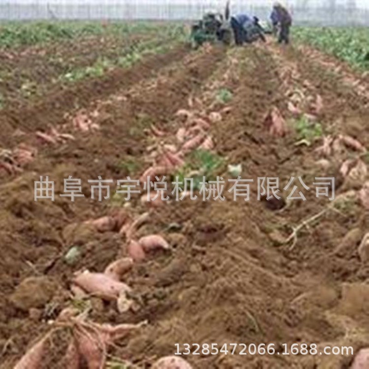 宇悦经济实用甜菜粉碎打秧机 红薯杀秧机 土豆花生收获机图片图4