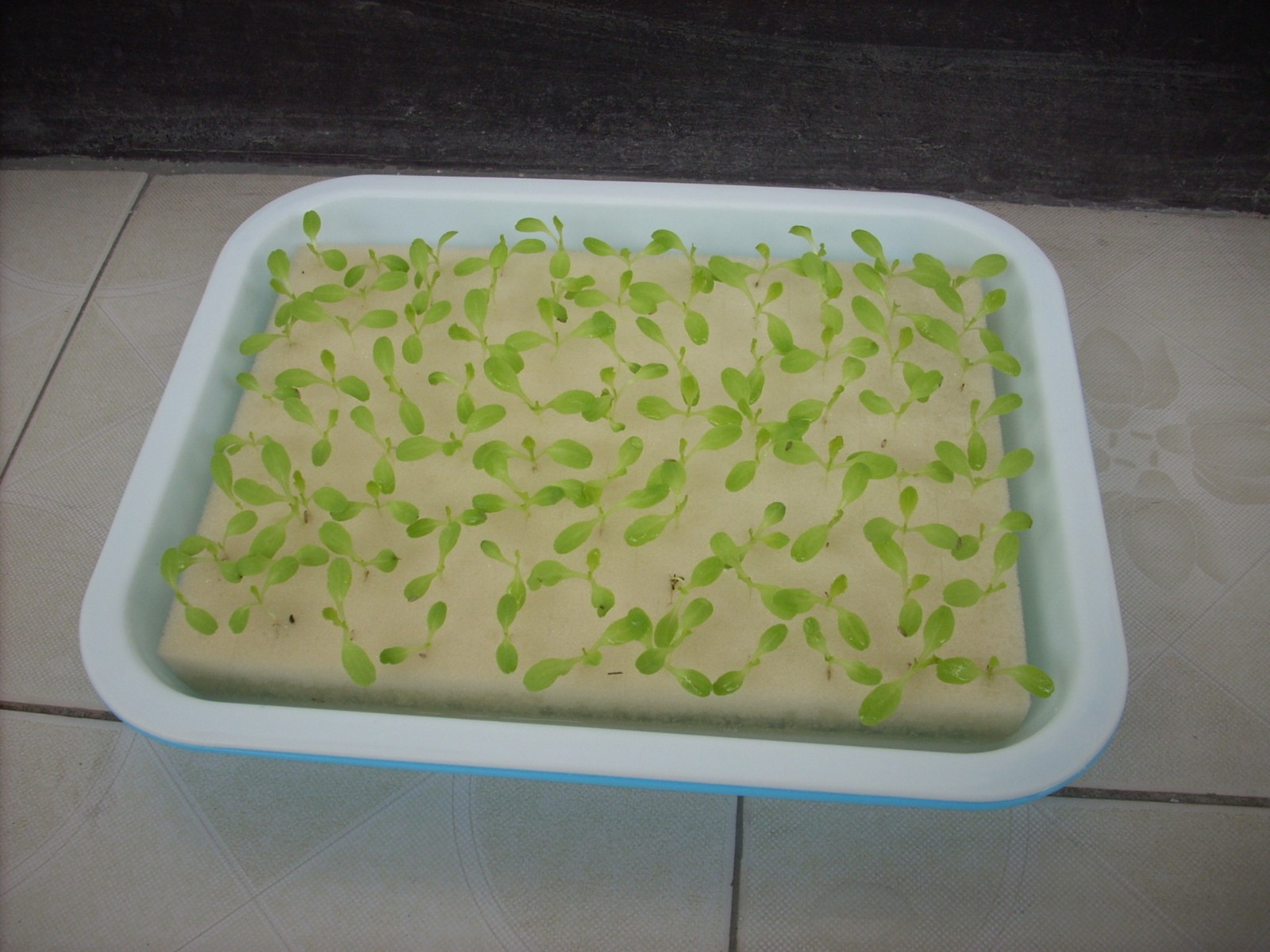 育苗盘 水培 水耕 双层 蔬菜种子育苗盆 豆芽苗菜 带接水盘图4