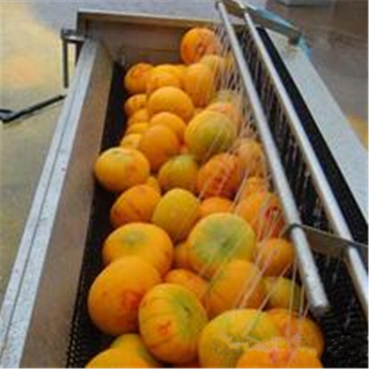 清洗机 毛辊清洗机 地环辣菜全自动清洗机图4