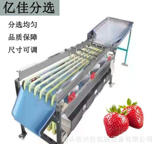 槟郎分级机冬枣筛选机橄榄分拣机山楂筛果机猕猴桃分选机