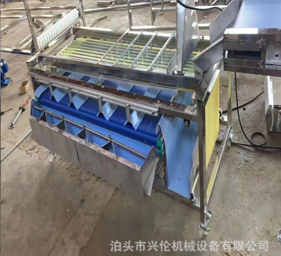 脐橙筛选机百香果分拣机核桃分级机李子分果机皮带式分选机图4