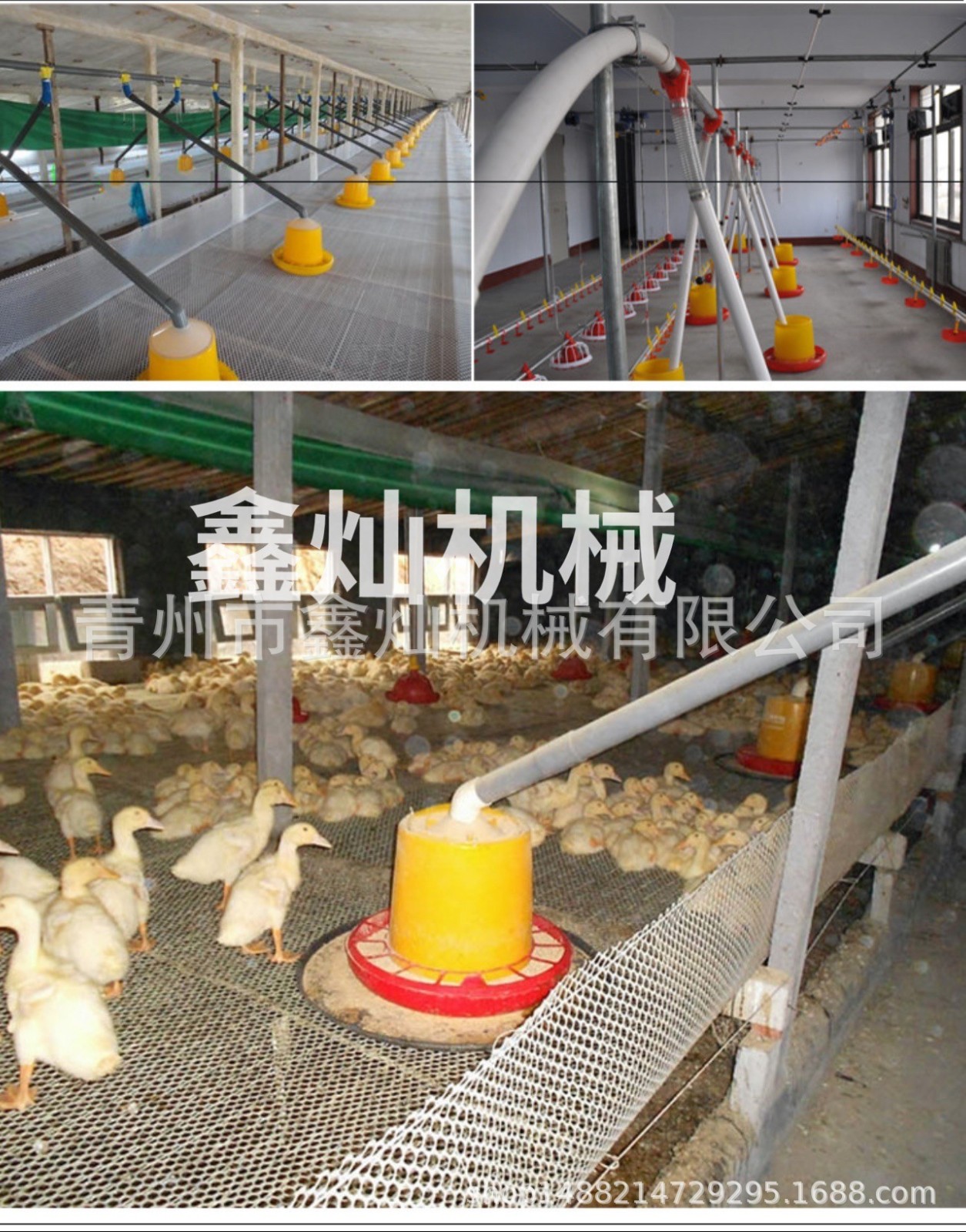 养鸭料线 肉鸭自动喂养设备自动料线 养殖料线图2