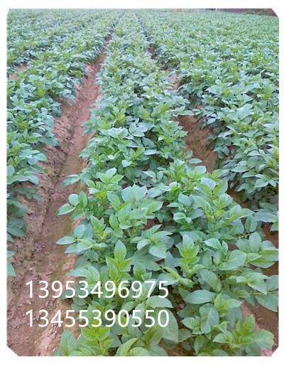 覆膜的土豆种植机 15马力以上拖拉机带洋芋机图5