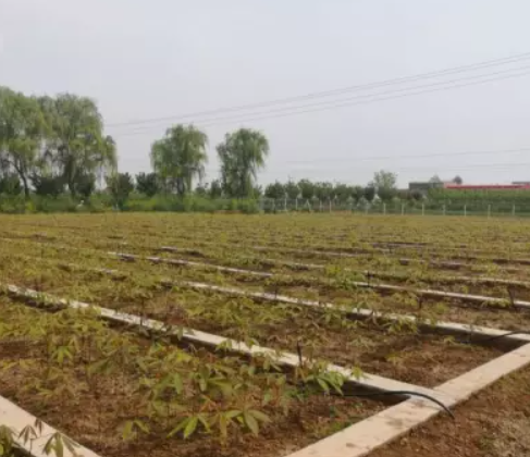 陕西微喷带厂家_陕西微喷带销售_公司_选择杨凌润沃***