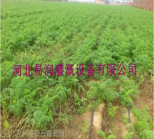 品种多滴水扁管 河南***大田滴灌带