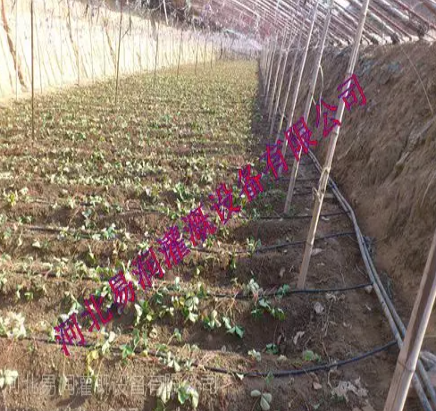 滴水均匀寿命长滴灌管 山西***微灌管批发价格