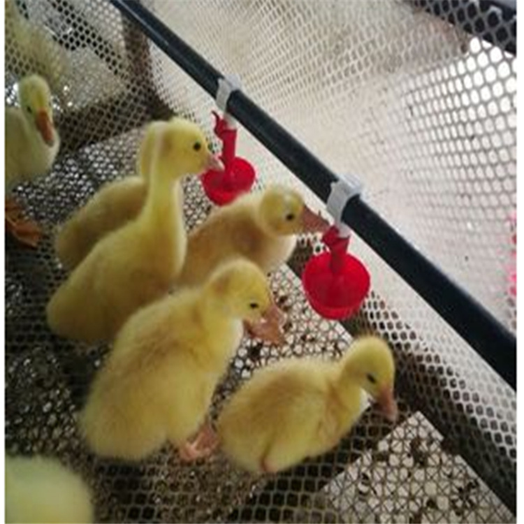 QQ图片20171209155606