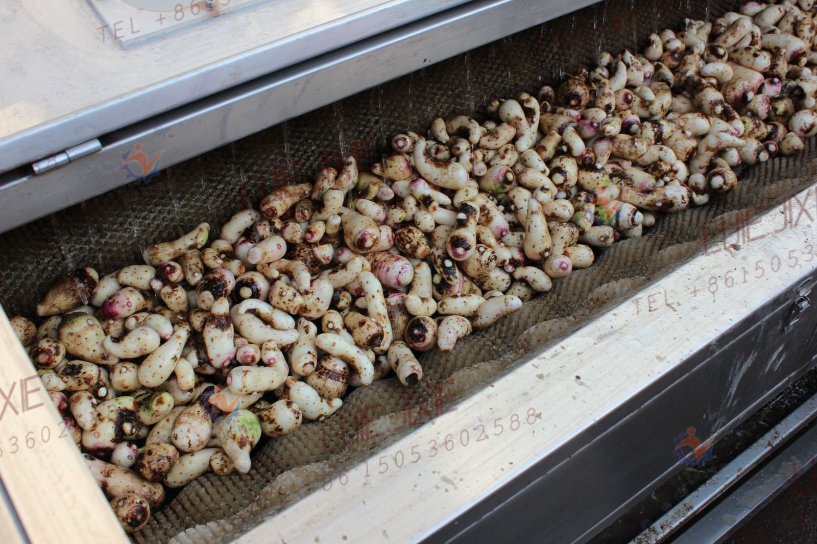 南瓜花生清洗去皮机 土豆红薯毛刷清洗去皮机哪家好图3