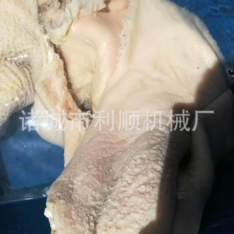 内蒙古客户推荐牛肚清洗打毛机去肚毛效果好厂家图3
