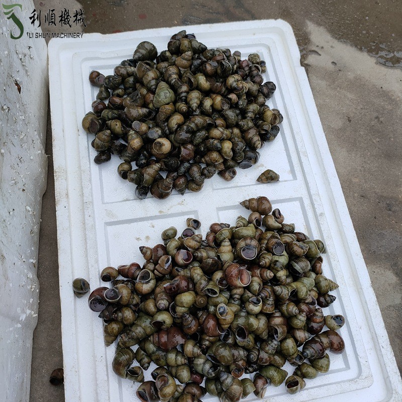 新款 药材清洗机 胡萝卜抛光机 蔬菜莲藕毛辊清洗机图3