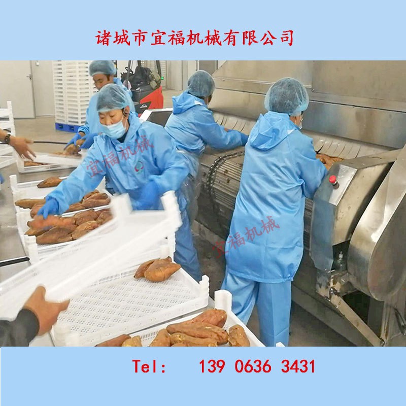 诸城红薯清洗机,烤地瓜清洗流水线,宜福不破皮红薯清洗烘烤机厂家图2