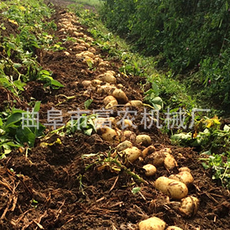 农作物收获机械 土豆收获机家用收获机械 牵引式收获机图2