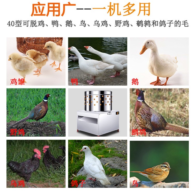 不锈钢家禽脱毛机40型大小鸟类鸽子鹌鹑鸡鸭鹅电动打毛机厂家直销图2