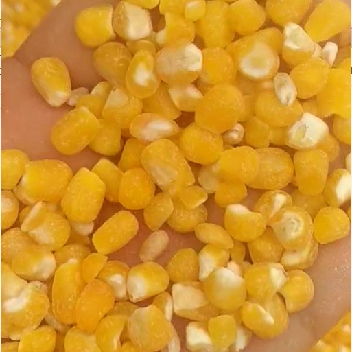 酿酒厂玉米去胚机脱胚机图4