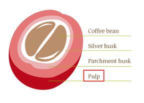 Coffee Pulper 2