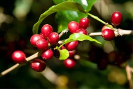 供应 手动/电动 咖啡豆去皮机图2