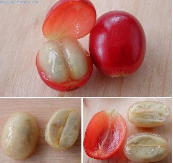 供应 手动/电动 咖啡豆去皮机图5