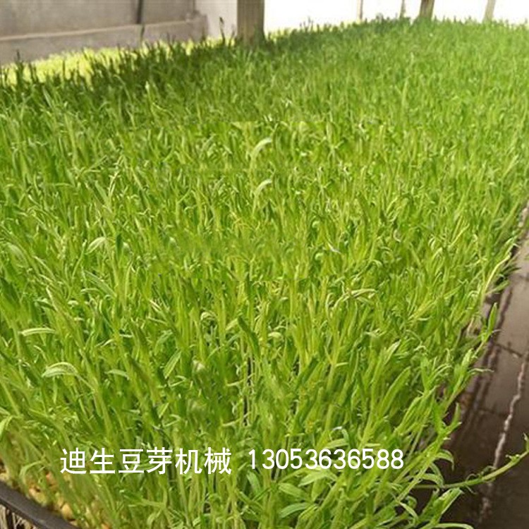 出口欧洲芽苗一体机，全自动豆芽机-豆芽机厂家-迪生图5