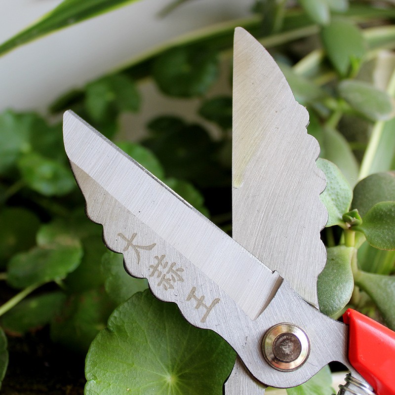 农用工具大蒜剪刀厂家65锰钢白头剪洋葱蒜胡头苗根茎大头蒜剪子图3