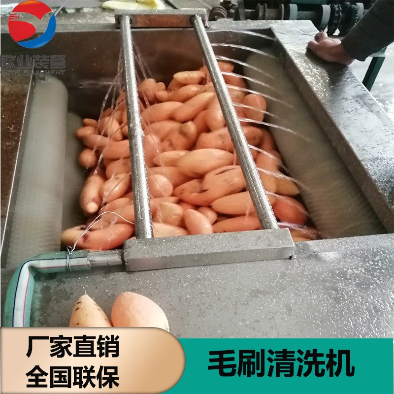 欧业毛刷清洗机 芋头去皮机 全自动小型莲藕脱皮机图2