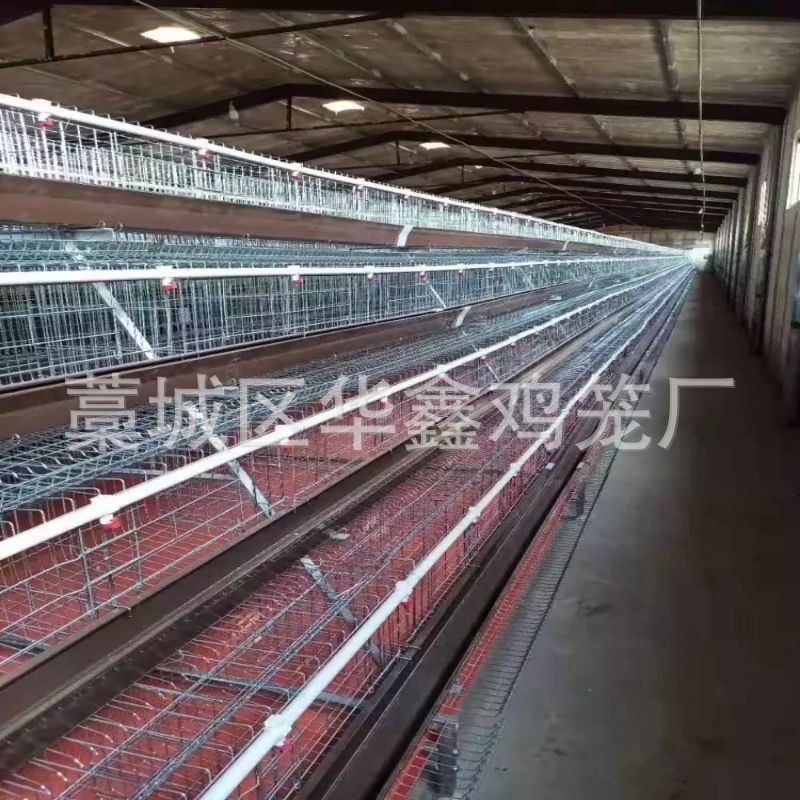 鸡笼子安装批发 自动清粪蛋鸡笼阶梯式鸡笼立式鸡笼层叠鸡笼图4