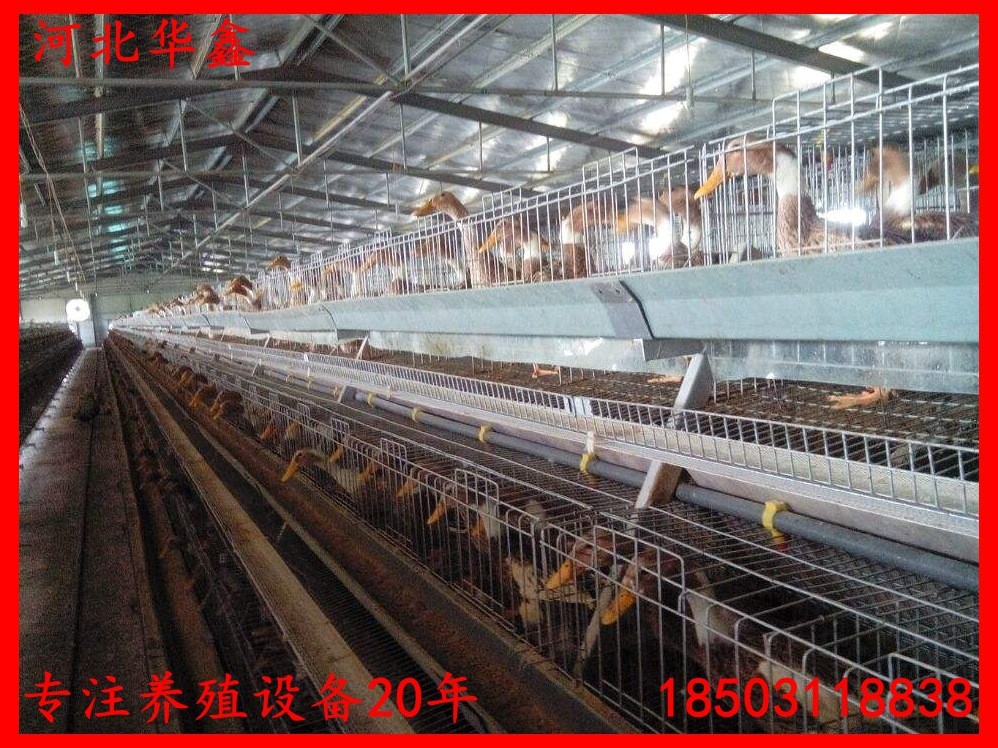 蛋鸭笼鸭子笼养设备鸭子养殖笼子自动化蛋鸭养殖设备笼子图4