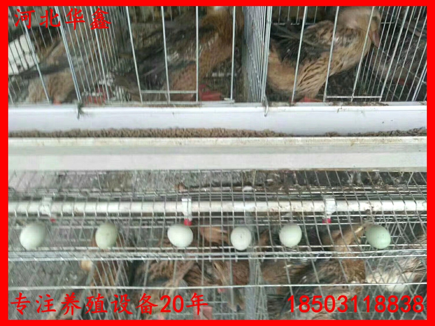 蛋鸭笼鸭子笼养设备鸭子养殖笼子自动化蛋鸭养殖设备笼子图2