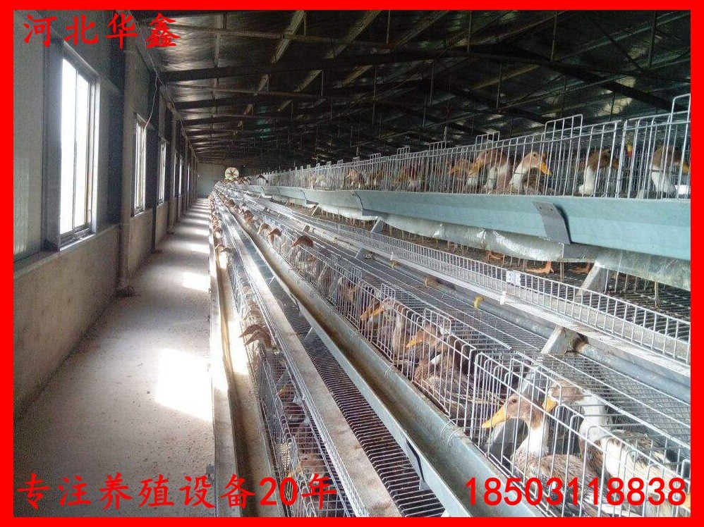 蛋鸭笼鸭子笼养设备鸭子养殖笼子自动化蛋鸭养殖设备笼子图5
