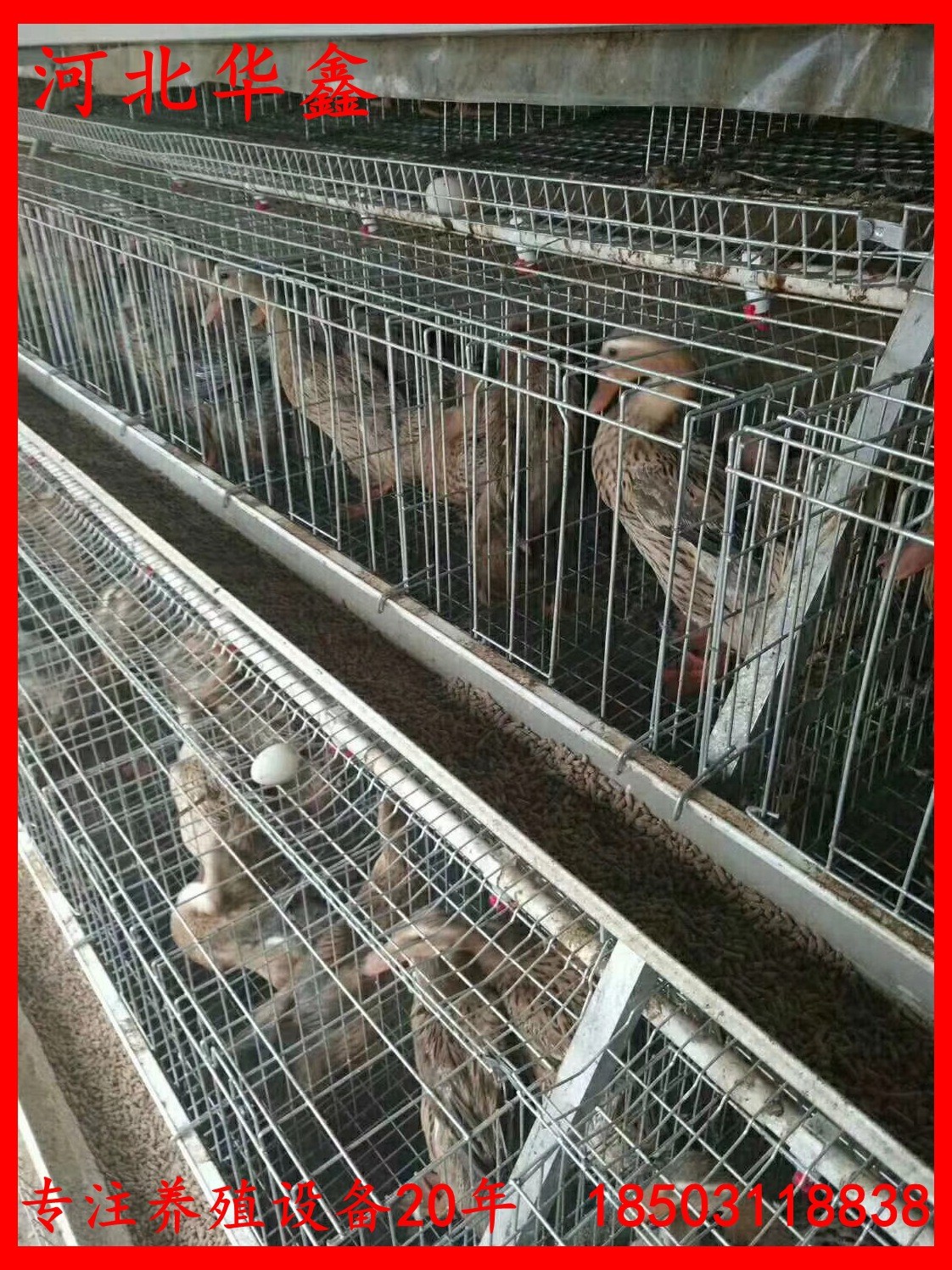 蛋鸭笼鸭子笼养设备鸭子养殖笼子自动化蛋鸭养殖设备笼子