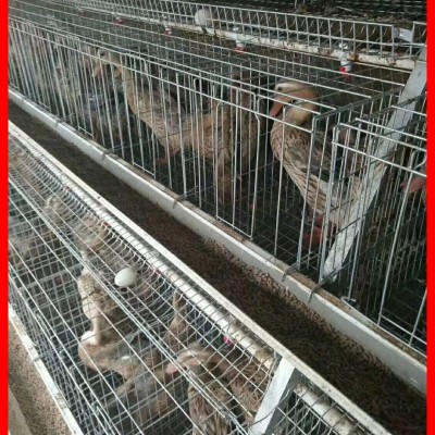 蛋鸭笼鸭子笼养设备鸭子养殖笼子自动化蛋鸭养殖设备笼子