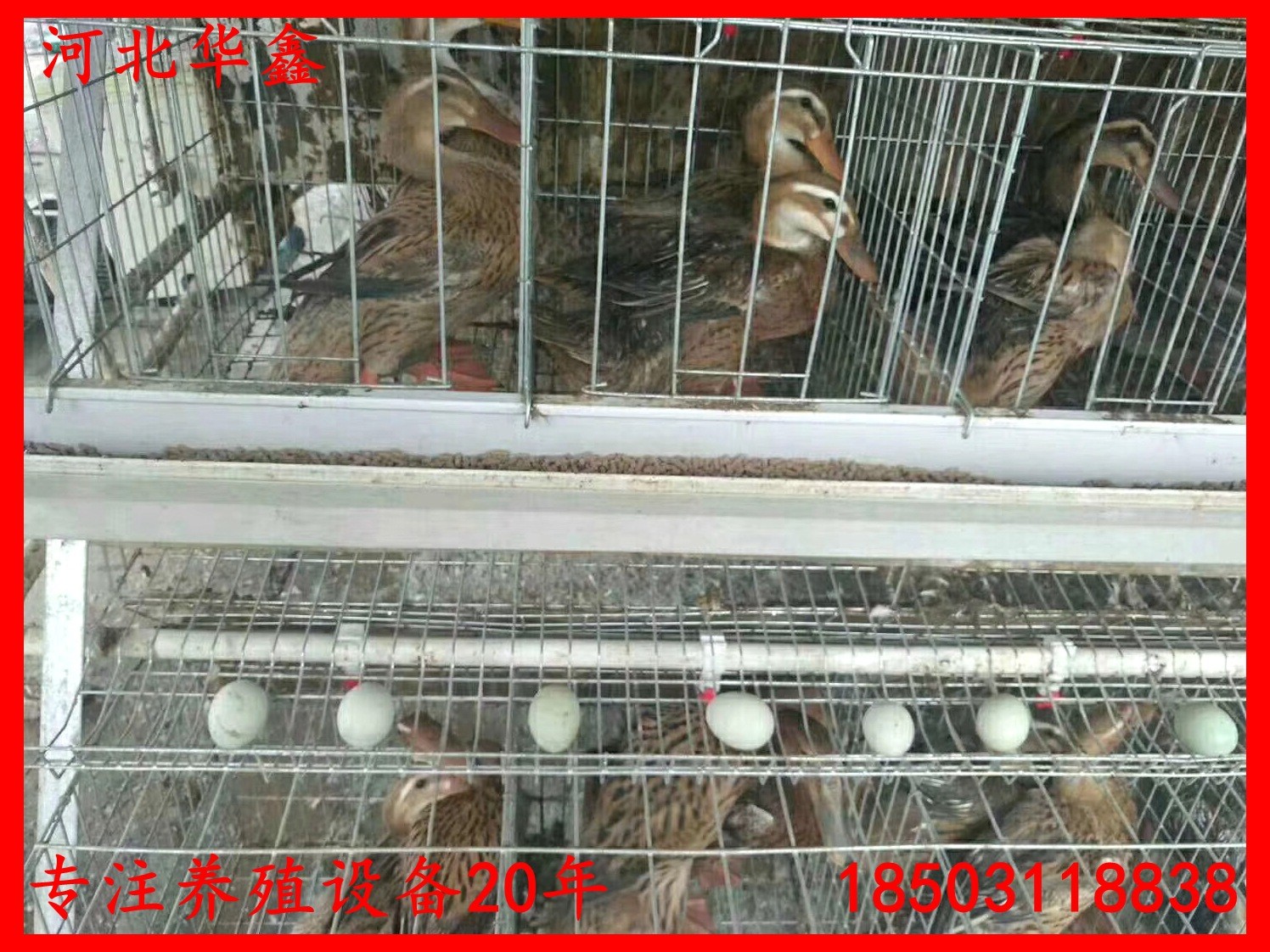 蛋鸭笼鸭子笼养设备鸭子养殖笼子自动化蛋鸭养殖设备笼子图3