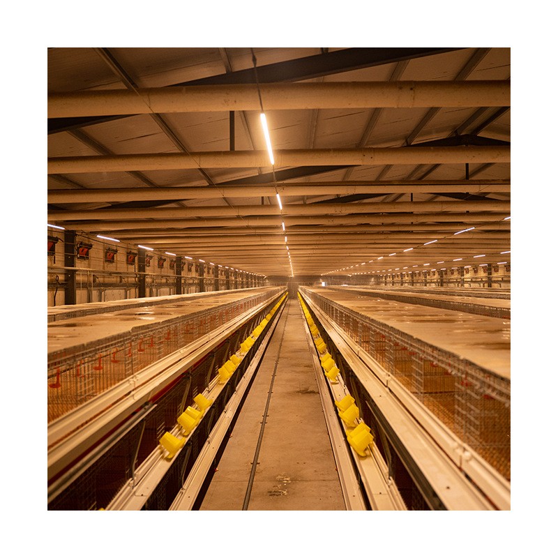 厂家供应肉鸡鸭养殖设备 全自动肉鸡笼 大规模养殖鸡笼 养鸡设备图5